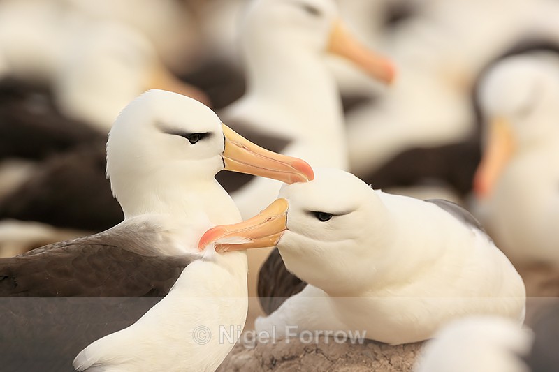 Black-browed Albatrosses preening each other, Falklands - Black-browed Albatross