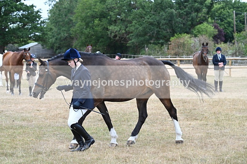 WJ7_0101 - Class 5a Most Handsome Gelding (above 14.2hh)