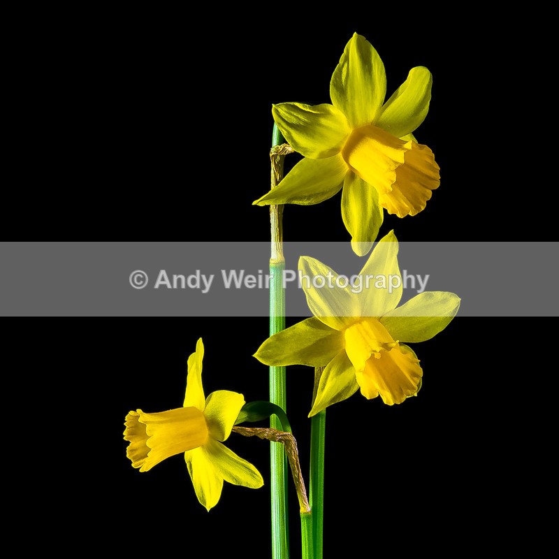 20170316-20170316-3K8A9635-4655-2 - Plants & Flowers