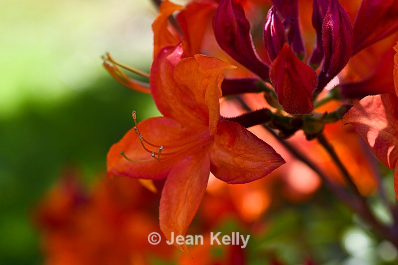 Orange Rhododendron - DSC_7465_00038 - Orange