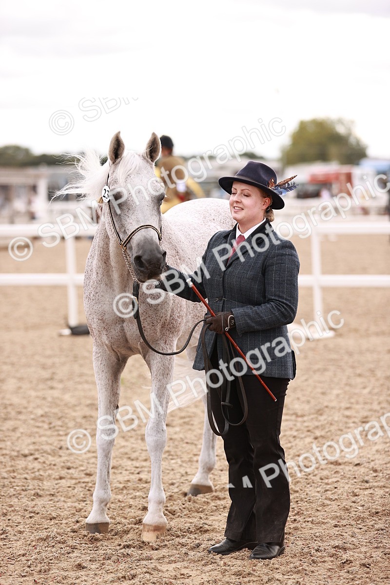 SBM_16210 - Class412 - Handsome Gelding (IH  or Ridden) Adult