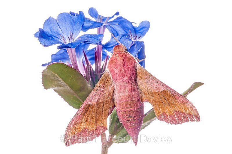 small elephant hawk (Deilephila porcellus) - Small Creatures - WB