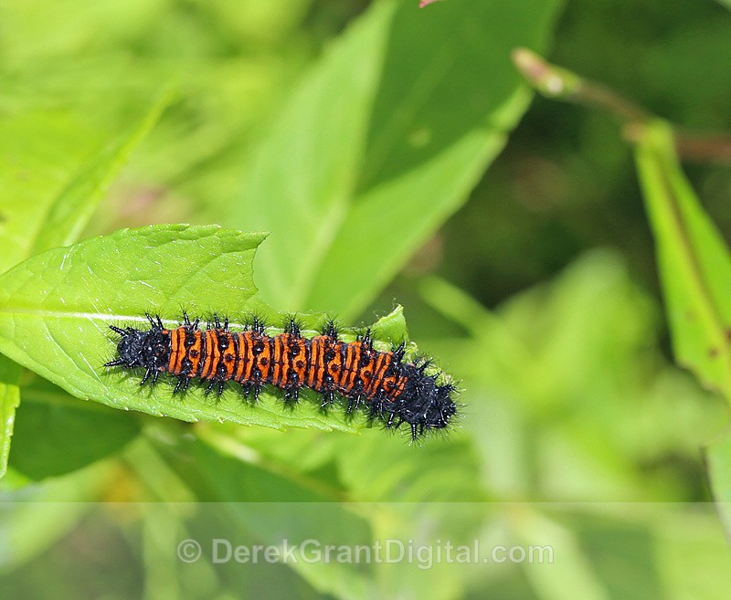 Baltimore Checkerspot Euphydryas phaeton Caterpillar