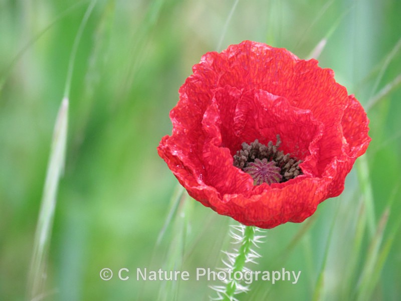 Poppy In The Rain - Plants