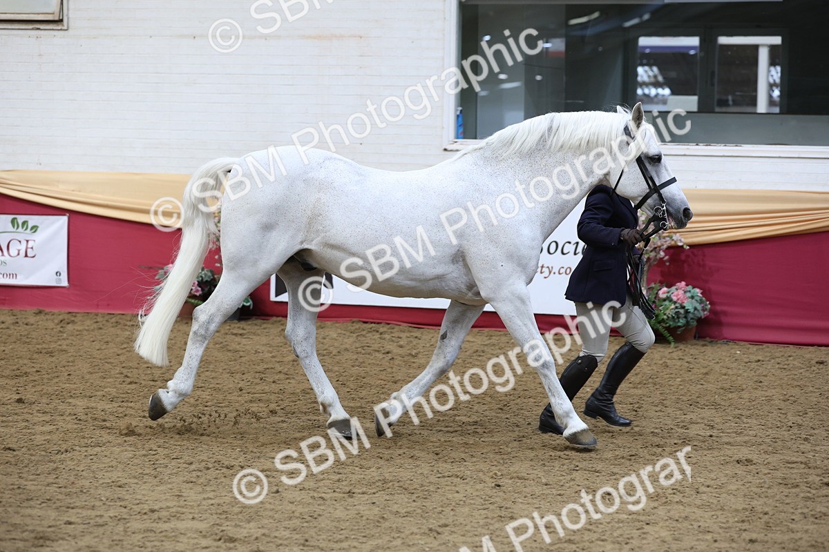 SBM_23651 - class 906 - Supreme Final - Ridden Pre Vet