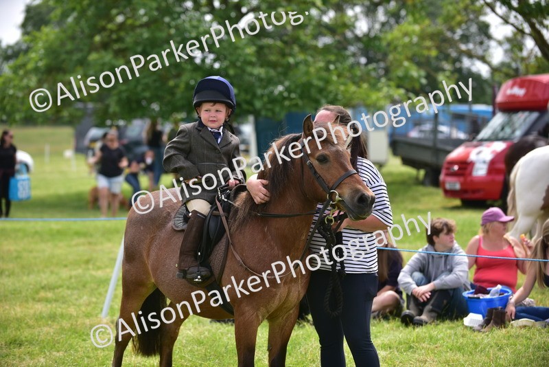 20260614-4017 - Class 16 - Handsome Gelding