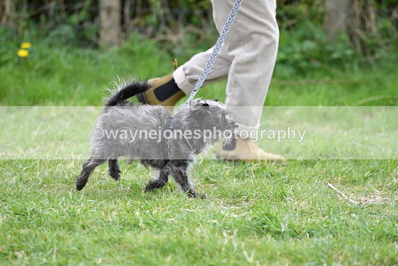 WJ5_9217 - Class 1 Best Cross Breed / Heniz 57