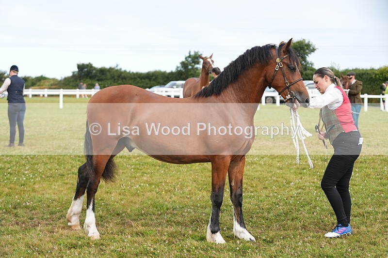 DSC04767 - Class 47: NPS M&M Yearling