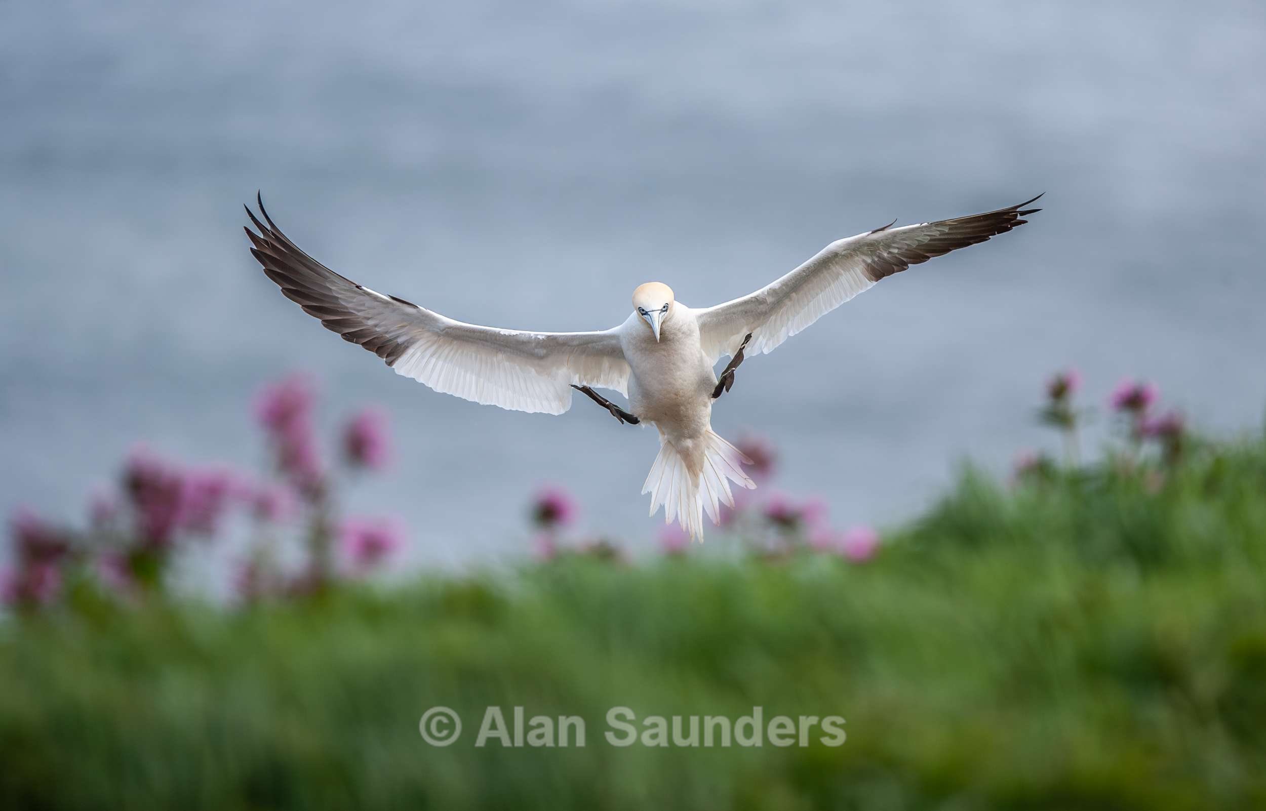Gannet 1
