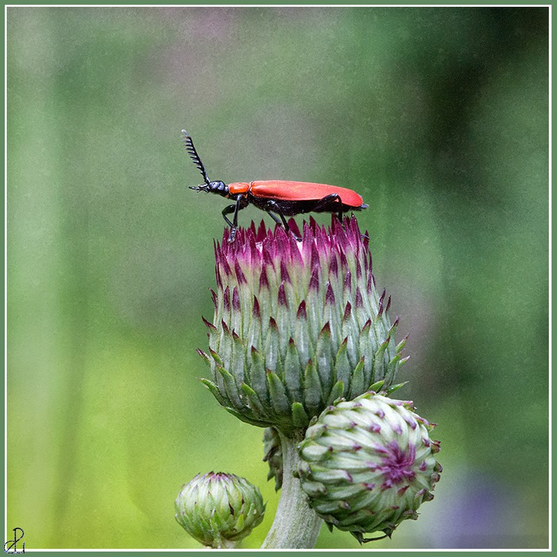 Macro Photography by Diana Uzun