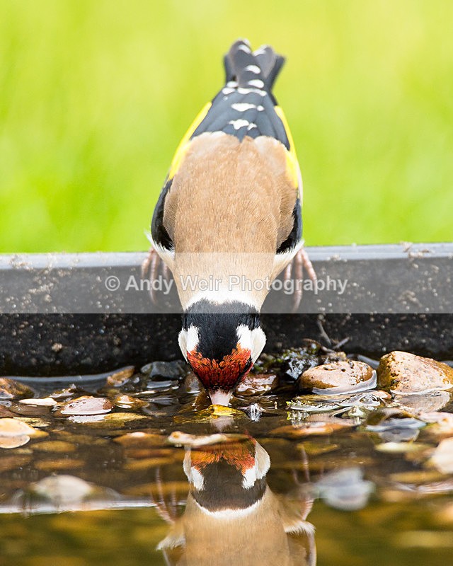 20140518-3K8A1561 - Goldfinch