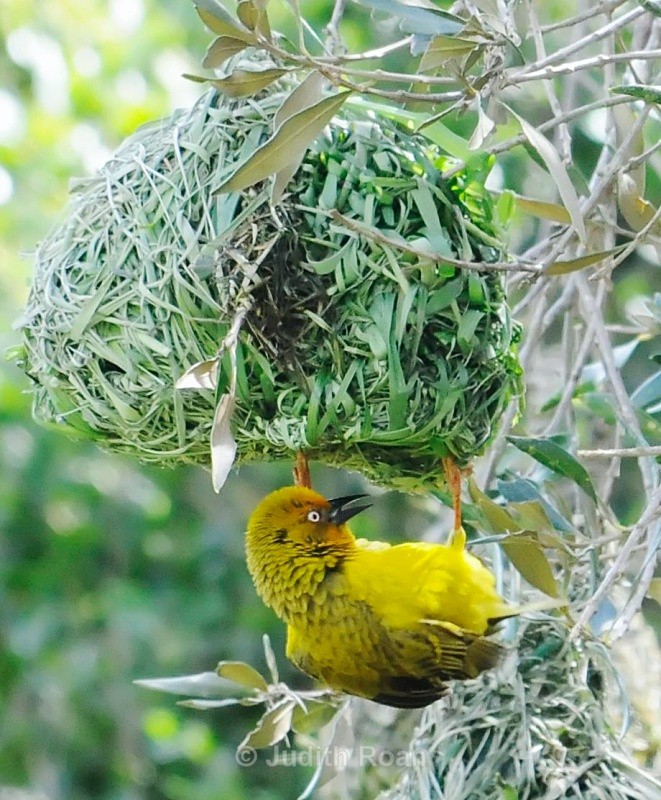 Cape Weaver - South Africa Birds and Mammals