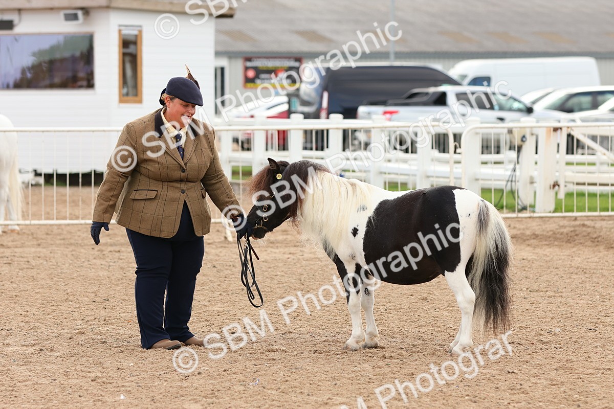 SBM_10324 - Class 206 - IH Non Show Type Pony