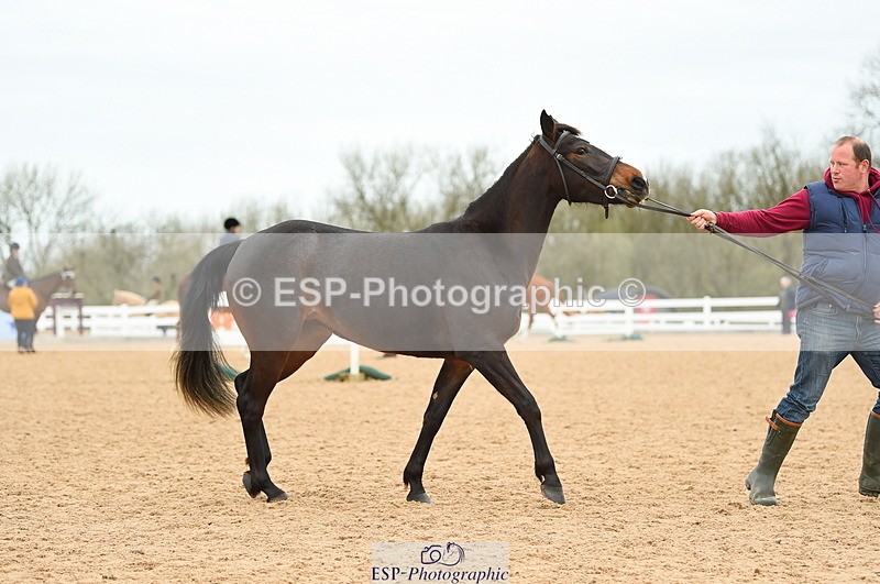 230416A-140718-04743 - Cls 46+43 In Hand Warmbloods and Foreign
