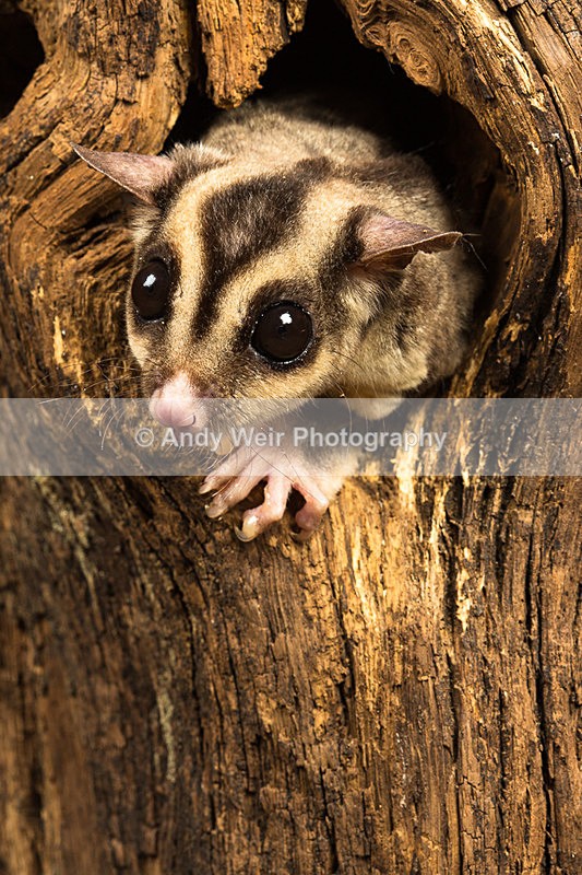 20140325-3K8A9500-2858 - Mammals