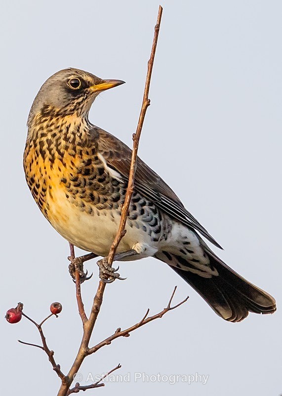 Astland Photography, Bird and Wildlife Images, Susan and Peter Wilson, U.K