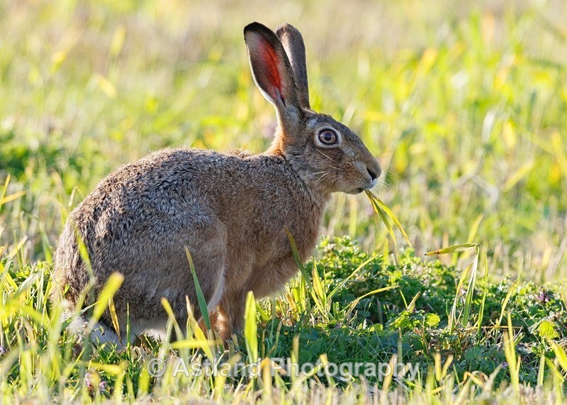 Brown Hare - Latest Images