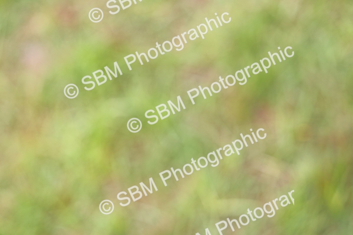 SBM_02911 - Class 9-11 Side Saddle including LIHS Rising Star Ladies Show Horse