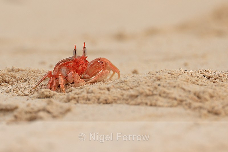 Painted Ghost Crab, San Cristobal, Galapagos - Crabs
