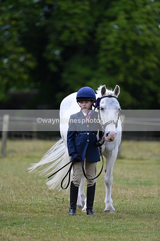 WJ7_6774 - Class 5 Handsome Gelding in hand