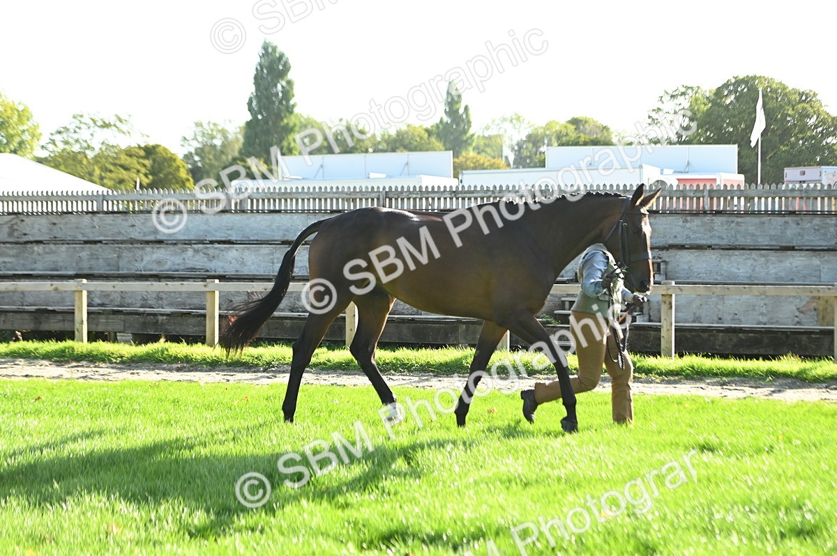 SBM_14746 - S1 - TSR in Hand Horse & Pony Showing