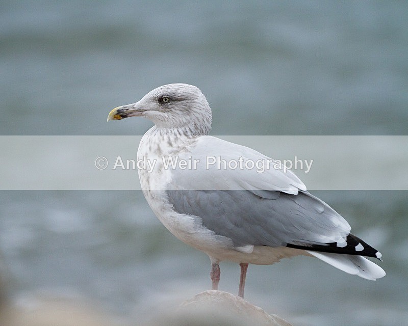 20110927-_MG_7075 - Herring Gull