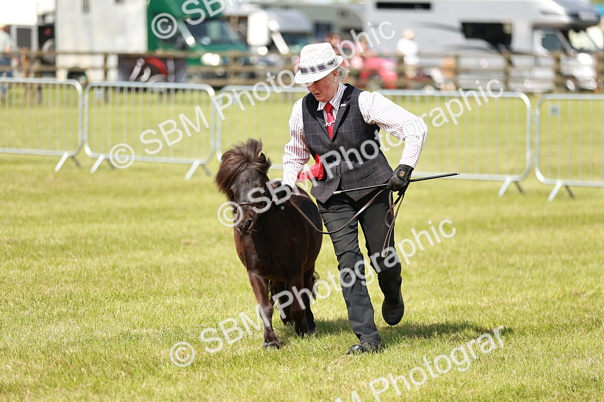 SBM_02443 - Class 14-23 - Mountain & Moorland In Hand Non Welsh