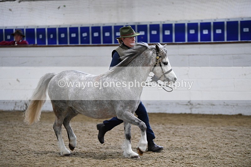 WJ5_5215 - Class 4 In hand M&M - small breeds