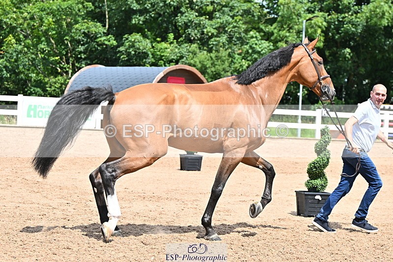 240718A-105307-01596 - Trot Up 1pm to 2pm