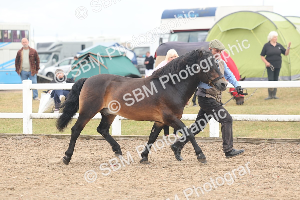 SBM_08472 - Class 29 - IH Veteran Pony