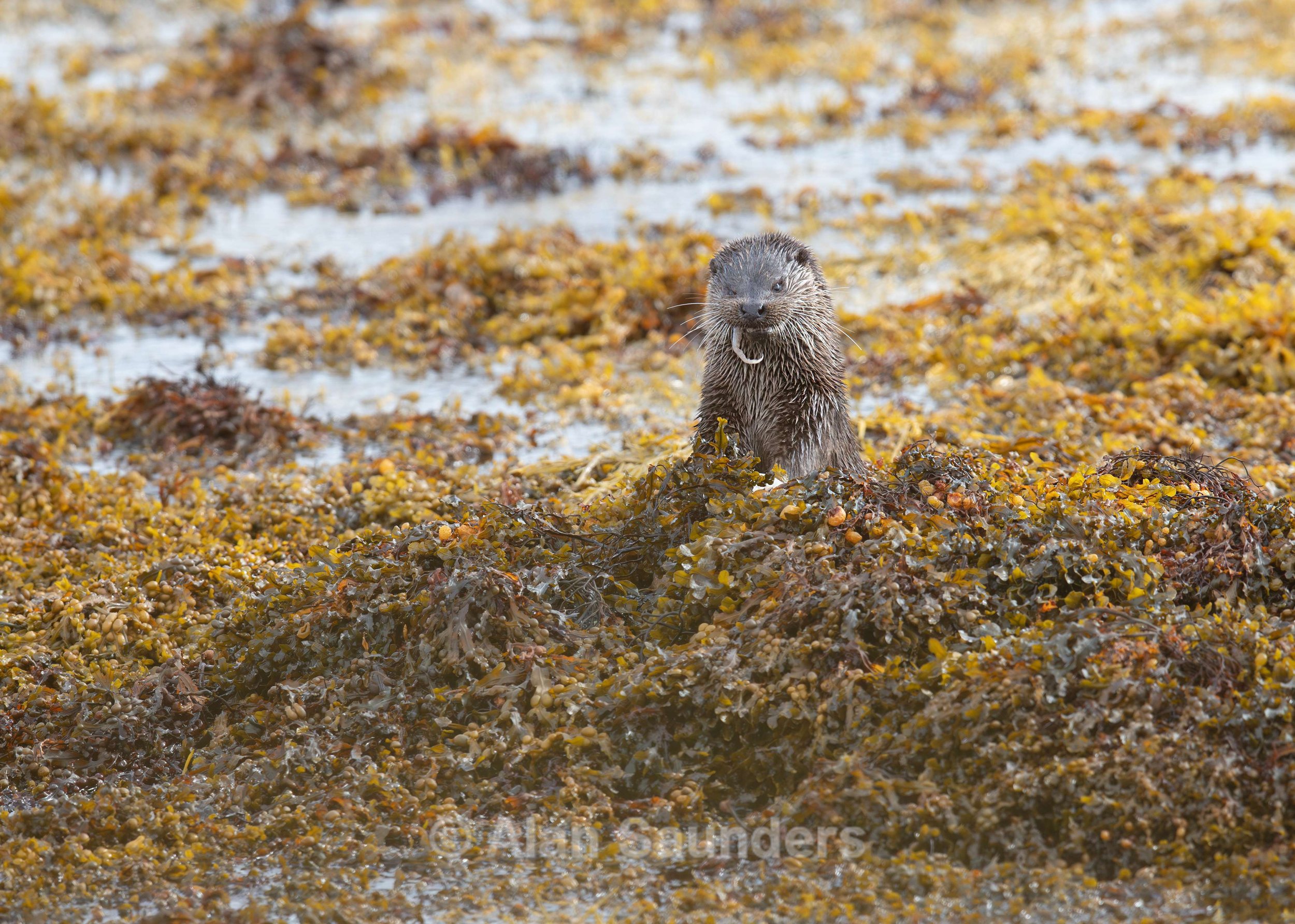 Eurasian Otter 17