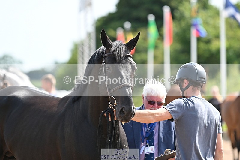 240717A-155041-03100 - Trot Up 3pm to 4pm