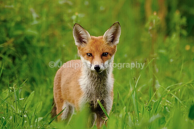  - Wildlife and Nature