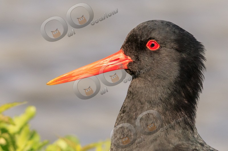 oystercatcher Haematopus ostralegus-5672 - UK birds