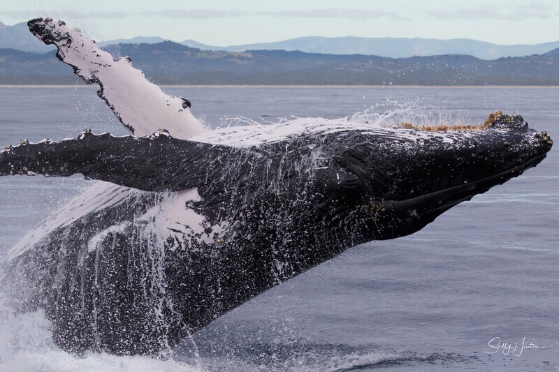 0A3A5958. Breach in Glassy Water 1 - 2023 Whale Photos