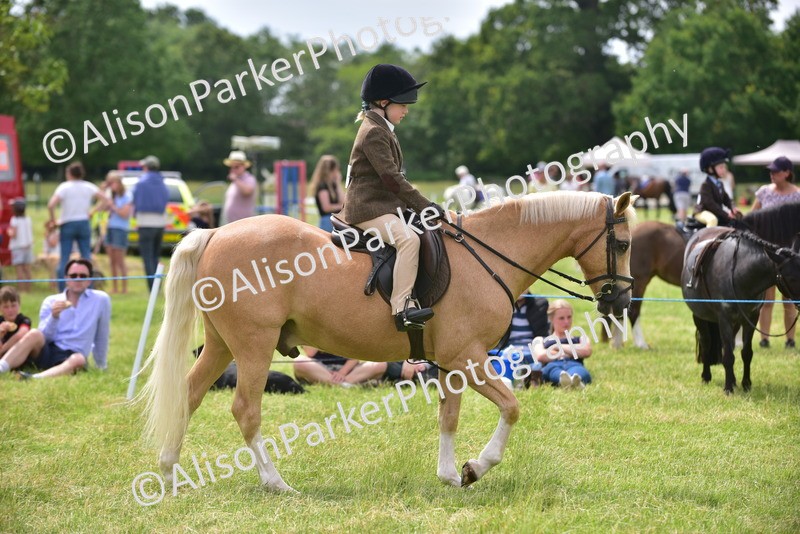 20260614-3986 - Class 16 - Handsome Gelding
