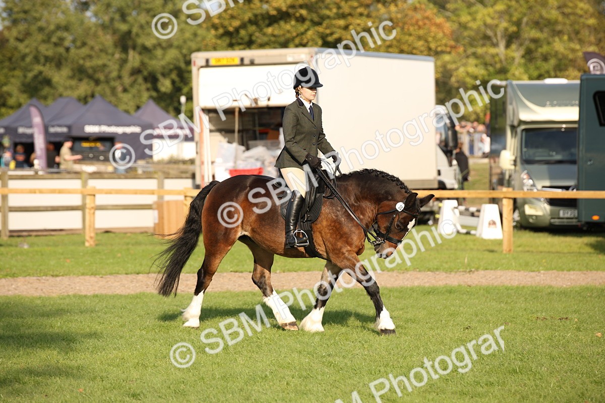 SBM_54292 - S27 - Mature Veteran - Ridden