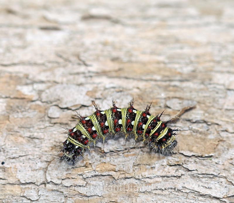 Vanessa virginiensis Caterpillar - Butterflies & Moths of Atlantic Canada