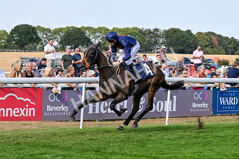 130826-Race 5-Wardlaw-9484 - Race 5 16.15pm Middle Distance Handicap
