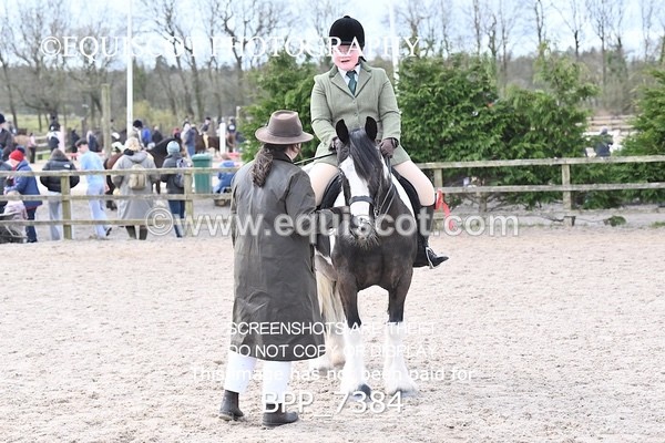 BPP_7384 - RING 1  (RIDDEN HORSES / IN HAND / VETERAN ETC)