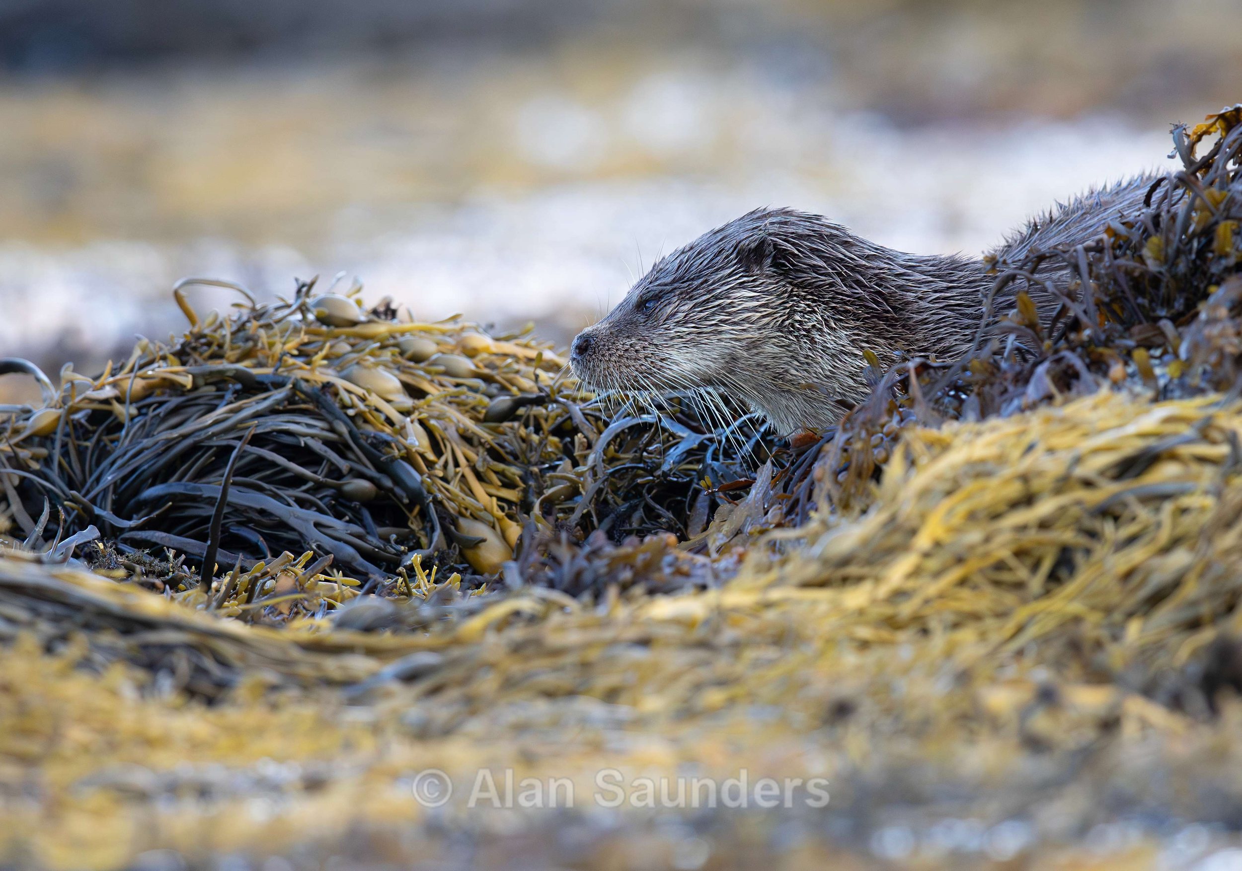 Eurasian Otter 54