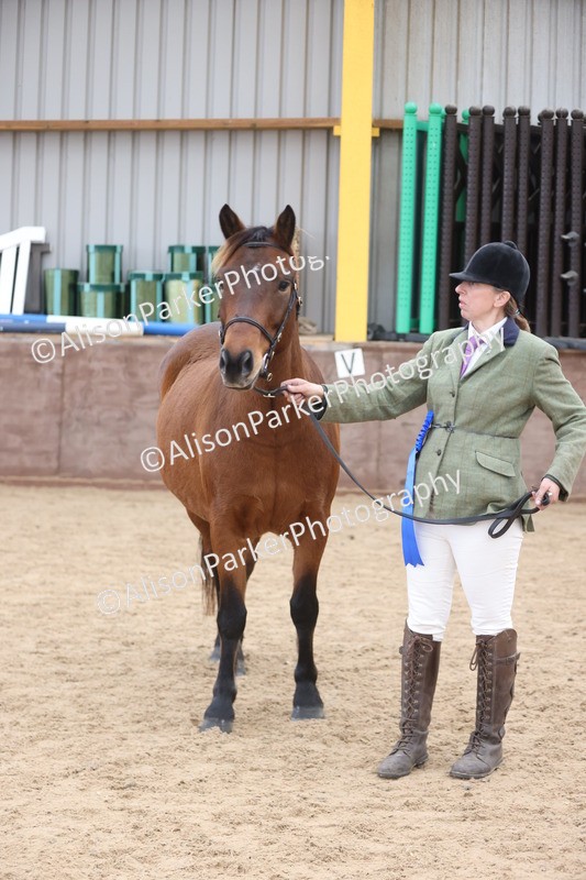 20251109-1100 - Class 29 - Geldings 4 Years and over