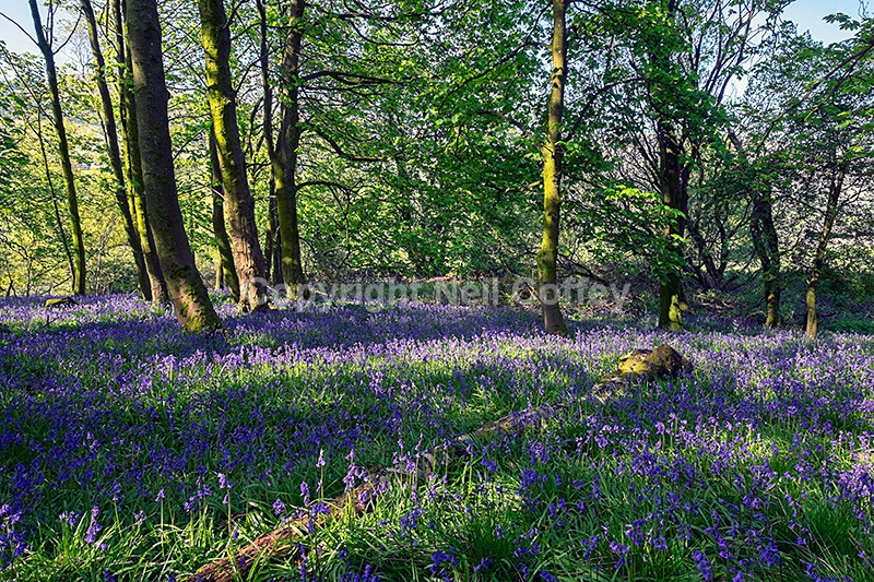 Bluebell forest near Fintry, Stirlingshire - Landscape format