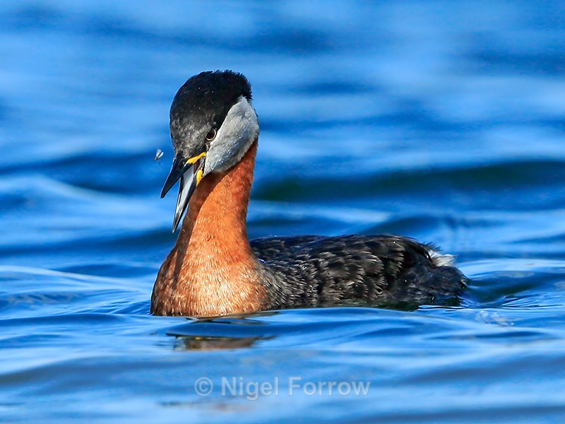 Red-necked Grebe watches insect, Farmoor Reservoir - Red-necked Grebe