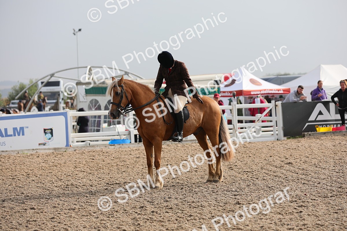 SBM_10091 - Class 302 Ridden M&M -Large Breeds