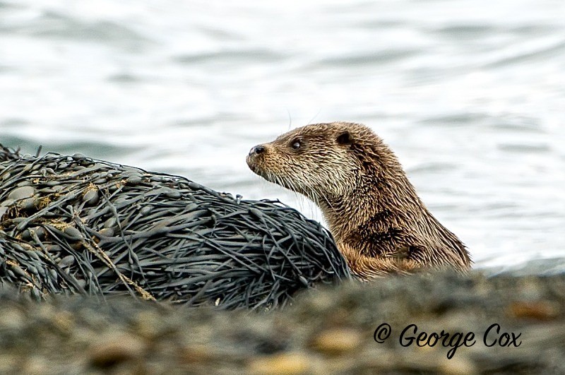Otter - Mammals