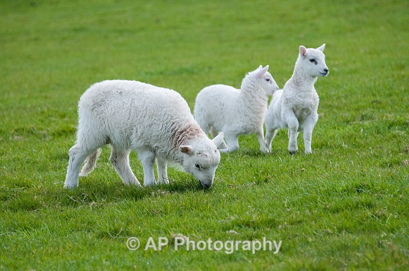 ACP_3478-1 - Sheep