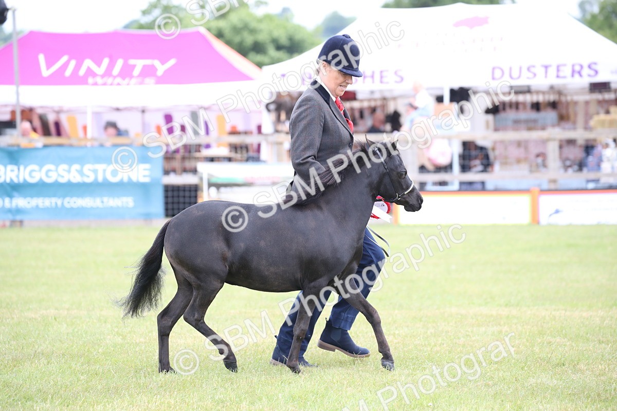 SBM_03590 - Class 23-25 - British Miniature Horse of the Year