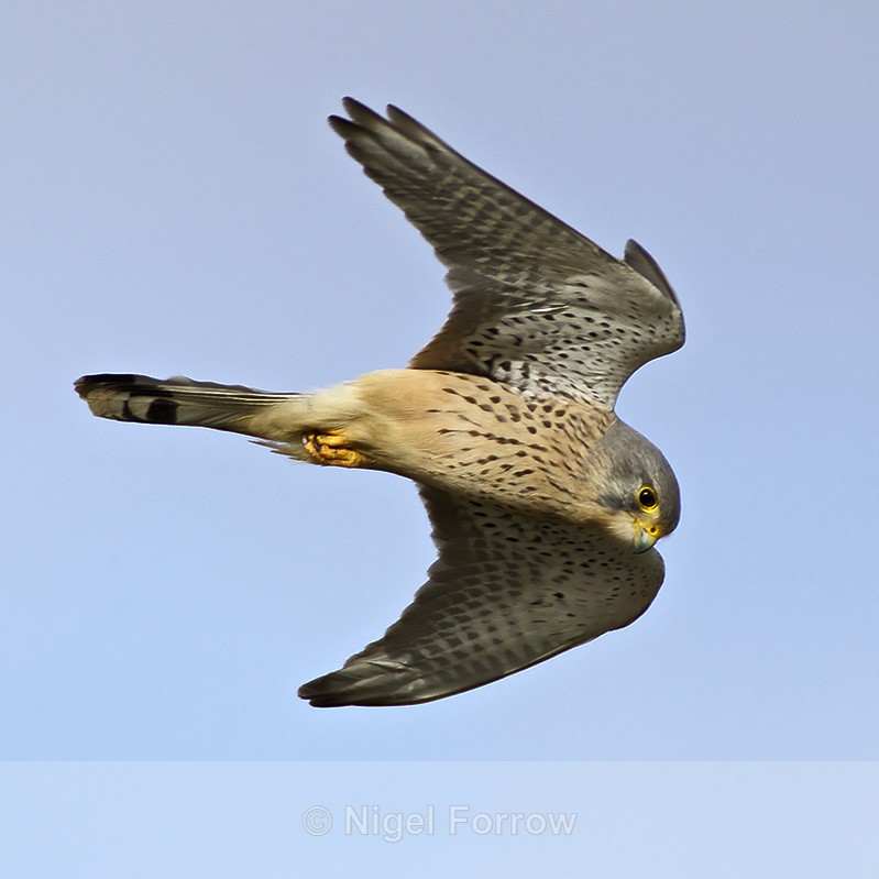 Kestrel (male) about to go into a dive at Otmoor - Kestrel