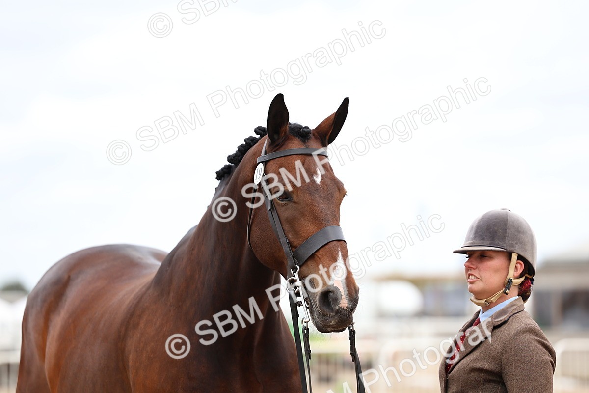 SBM_05787 - Class 28 - IH Veteran Horse